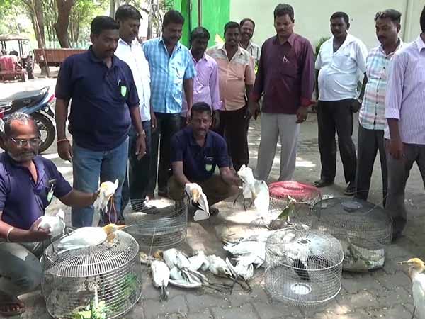 Try to sell it alive Crane and Green parrot Recovered by Puducherry Forest Department Try to sell it alive Crane and Green parrot Recovered by Puducherry Forest Department