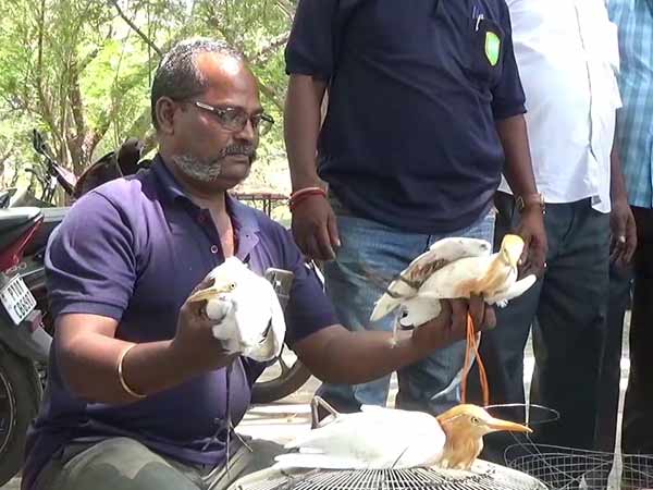 Try to sell it alive Crane and Green parrot Recovered by Puducherry Forest Department Try to sell it alive Crane and Green parrot Recovered by Puducherry Forest Department