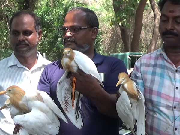 Try to sell it alive Crane and Green parrot Recovered by Puducherry Forest Department Try to sell it alive Crane and Green parrot Recovered by Puducherry Forest Department