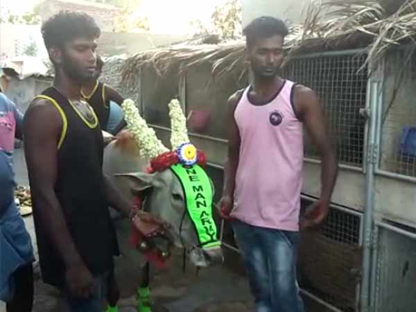 பசு மாடு