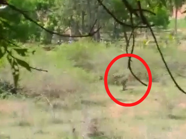 ஓய்வு எடுத்த புலி