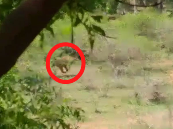 புலியின் கால் தடம்
