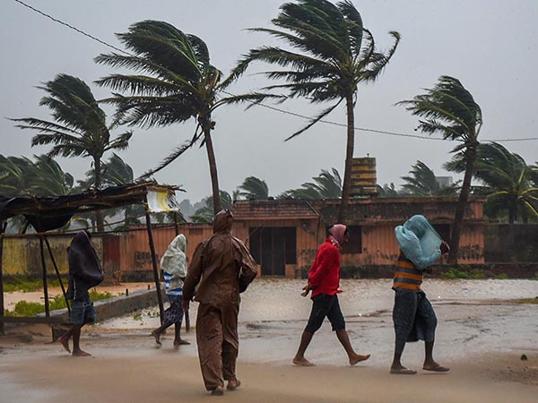 Rain with stong wind near Arani surroundings.. 70,000 banana trees damaged Rain with stong wind near Arani surroundings.. 70,000 banana trees damaged