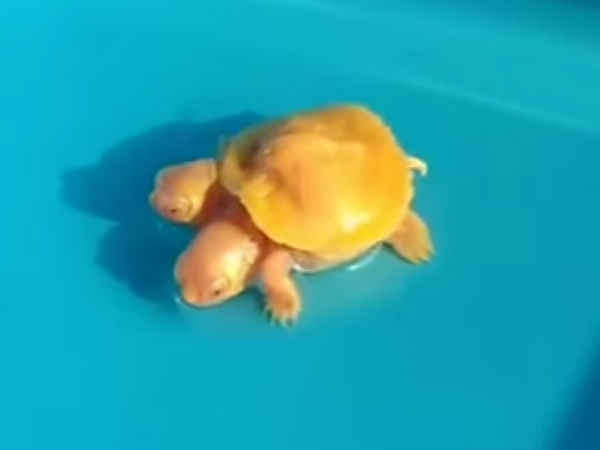 A rare tortoise that attracted the people of Thailand..People are reluctant to pay A rare tortoise that attracted the people of Thailand..People are reluctant to pay