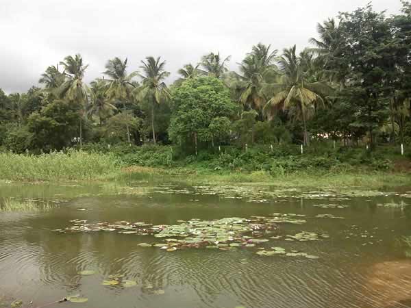 நிலத்தடி நீர்மட்டம்