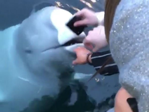 Beluga whale returned a dropped Phone to its owner after diving to retrieve..viral video Beluga whale returned a dropped Phone to its owner after diving to retrieve..viral video
