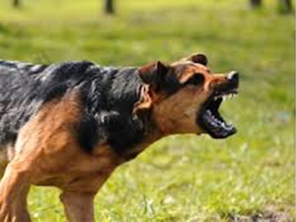 50 dogs killed and buried in telangana, case filed against City Corporation commissioner 50 dogs killed and buried in telangana, case filed against City Corporation commissioner