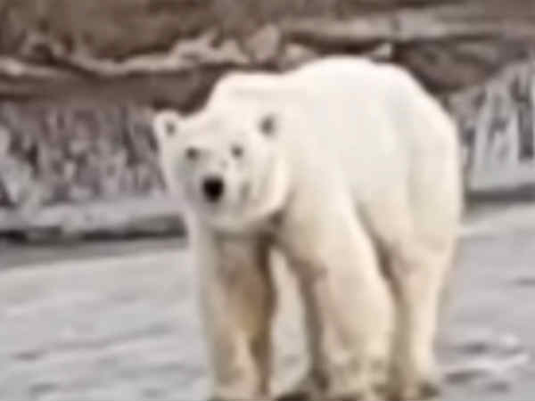 hungry and exhausted polar bear wanders into russian city hungry and exhausted polar bear wanders into russian city