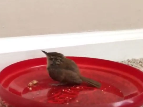Video: A bird care experiance by our reader Video: A bird care experiance by our reader