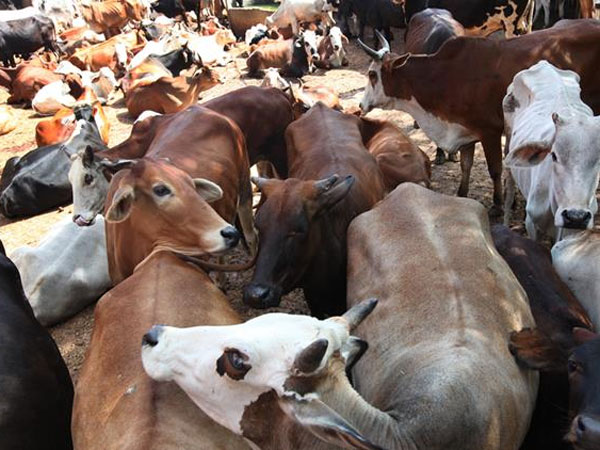 MP to frame law against cow vigilantism MP to frame law against cow vigilantism