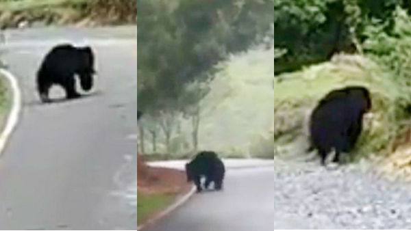 In Coonoor area the wandering bear and Public fears In Coonoor area the wandering bear and Public fears