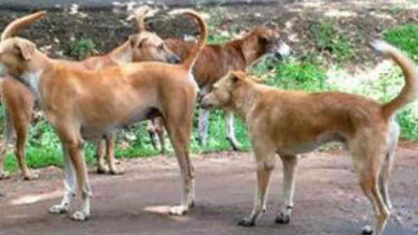 UP Dogs maul 3 month old to death UP Dogs maul 3 month old to death