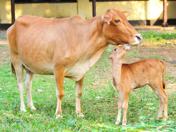 இலியாசுக்கு சொந்தம்