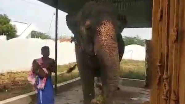 madurai forest department undertaking elephant after court order madurai forest department undertaking elephant after court order