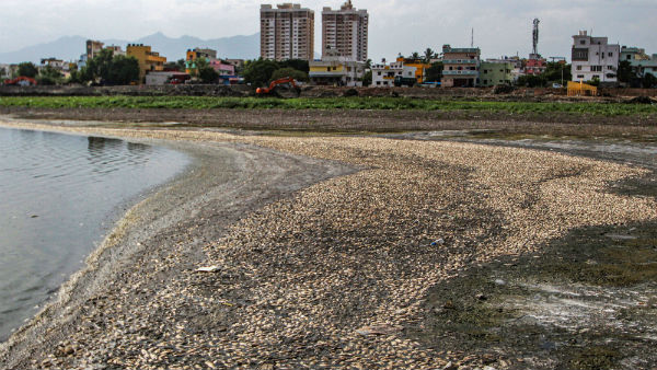 Fishes dead in the Coimbatore Chinthamani lake Fishes dead in the Coimbatore Chinthamani lake
