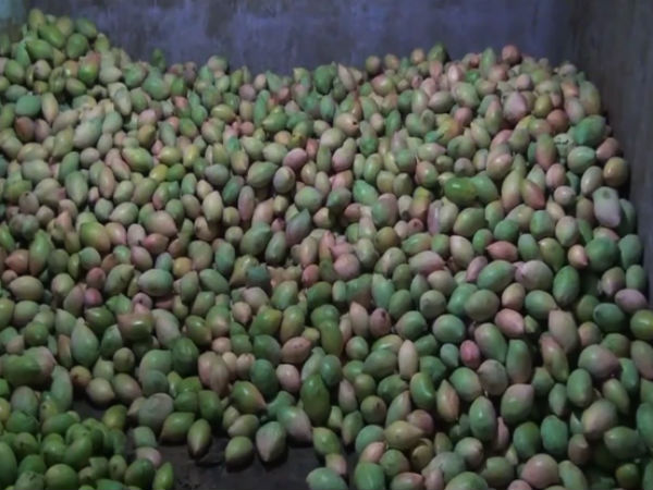 முன்னோடி