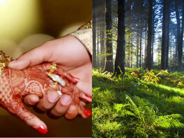 A Father cut out 860 trees and sold for daughters marriage.. Forest Department gave different punishment A Father cut out 860 trees and sold for daughters marriage.. Forest Department gave different punishment