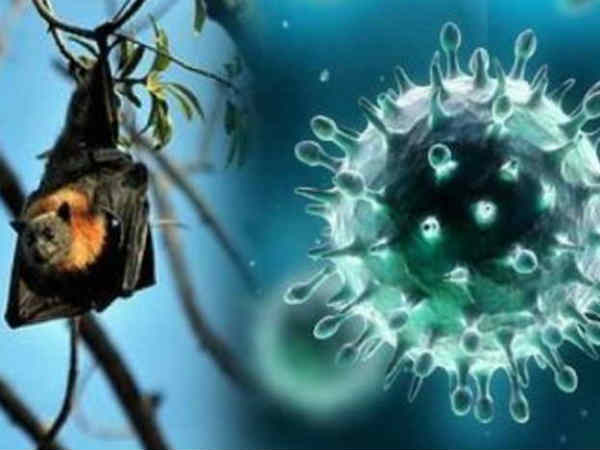 More than 47 peoples infections with Nipah flu symptoms In Kerala More than 47 peoples infections with Nipah flu symptoms In Kerala