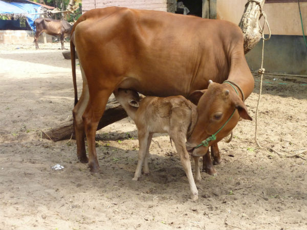 உயிரிழக்கும் அபாய நிலை