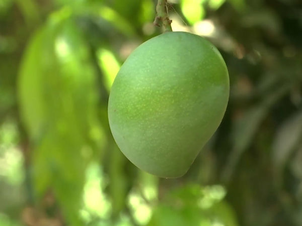 மா பலா வாழை