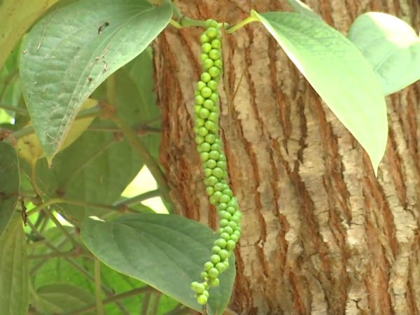 விவசாய சுற்றுலா