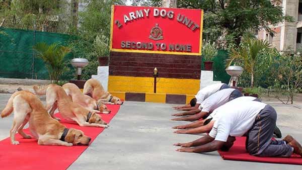 Rahul tweets Army dog squad pic with New India Rahul tweets Army dog squad pic with New India