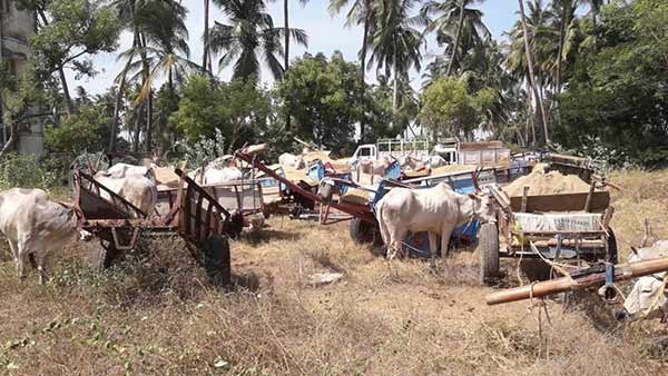 Sand mafias arrested in Pondicherry and seized bullock carts Sand mafias arrested in Pondicherry and seized bullock carts