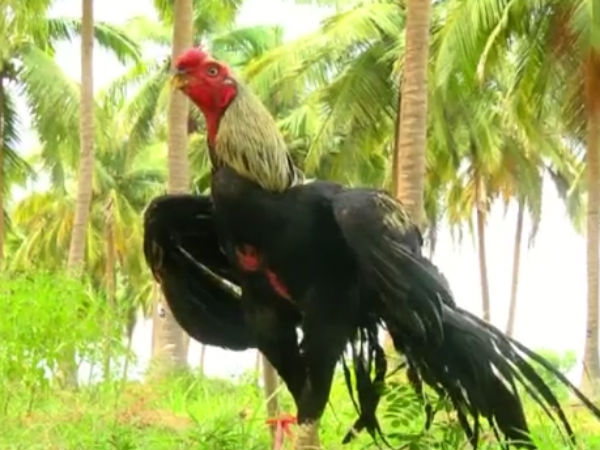 கிளி மூக்கு