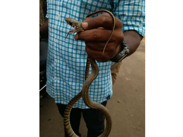 பாம்பு தோல்கள்