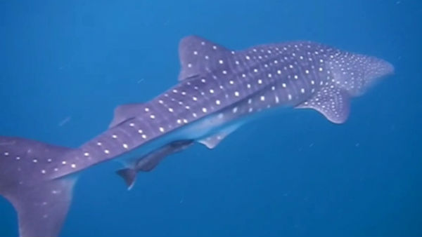Swimming training in Puducherry, Whale played back to surprise Swimming training in Puducherry, Whale played back to surprise