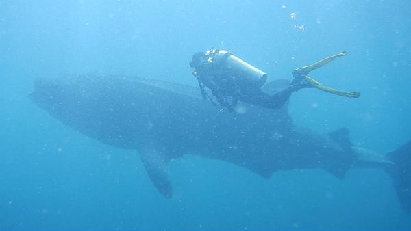 Swimming training in Puducherry, Whale played back to surprise Swimming training in Puducherry, Whale played back to surprise