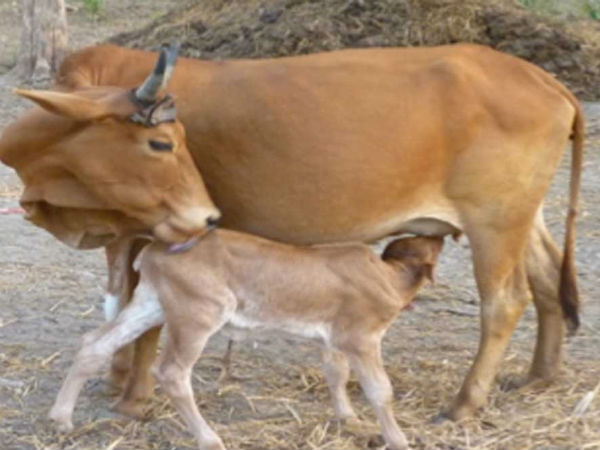 பசுவை விற்றுவிட்டோம்