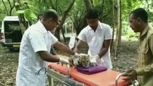 Gujarat: A 2-month-old ailing lion cub was rescued from Gir National Park, Junagadh Gujarat: A 2-month-old ailing lion cub was rescued from Gir National Park, Junagadh