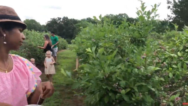 Picking Blueberry fruits Picking Blueberry fruits
