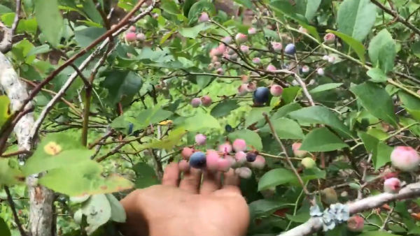 Picking Blueberry fruits Picking Blueberry fruits