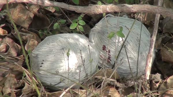 Bomb explodes in Puducherry, Rowdy Injured Bomb explodes in Puducherry, Rowdy Injured