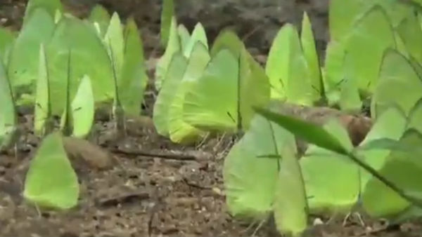 Thousands of butterflies flew in Kanyakumari Thousands of butterflies flew in Kanyakumari