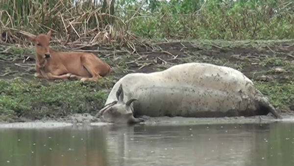 Puducherry Cow die, stuck in mud. calf, longed Near for 2 days Puducherry Cow die, stuck in mud. calf, longed Near for 2 days
