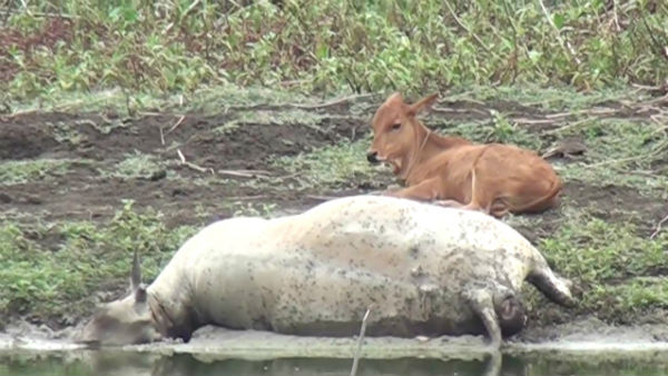 Puducherry Cow die, stuck in mud. calf, longed Near for 2 days Puducherry Cow die, stuck in mud. calf, longed Near for 2 days