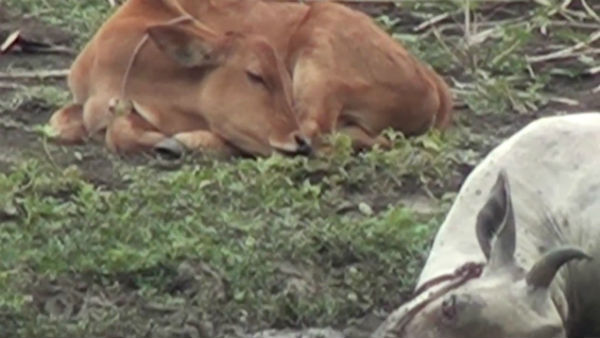 Puducherry Cow die, stuck in mud. calf, longed Near for 2 days Puducherry Cow die, stuck in mud. calf, longed Near for 2 days
