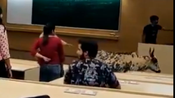 cattle strays inside IIT Bombay classroom when a lecture is in session cattle strays inside IIT Bombay classroom when a lecture is in session