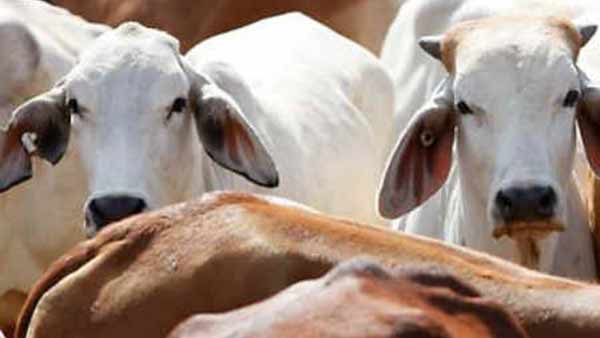மற்ற விலங்குகள்