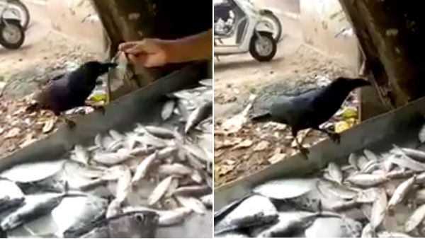 A Crow is getting big fish from the trader A Crow is getting big fish from the trader