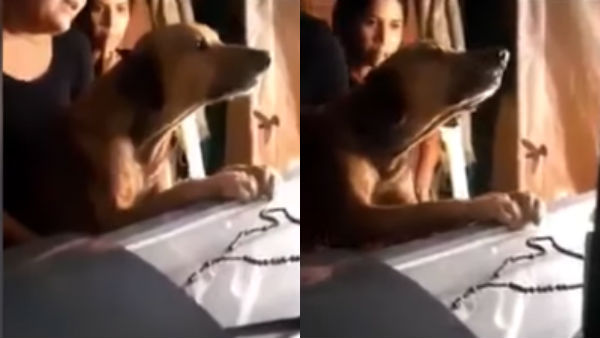 A dog refusing to remove his forearms on owners coffin A dog refusing to remove his forearms on owners coffin