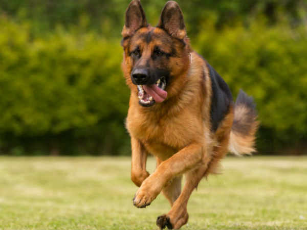 Dogs save newborn girl in Haryana Dogs save newborn girl in Haryana