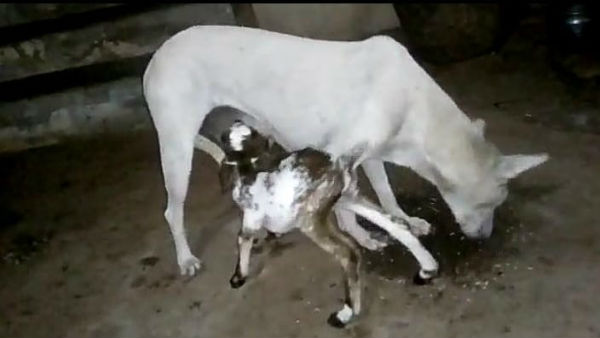 The Dog giving milk to calf near Thoothukudi The Dog giving milk to calf near Thoothukudi