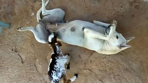 The Dog giving milk to calf near Thoothukudi The Dog giving milk to calf near Thoothukudi