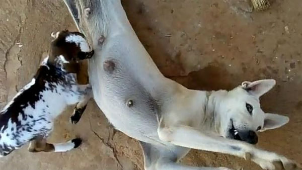The Dog giving milk to calf near Thoothukudi The Dog giving milk to calf near Thoothukudi