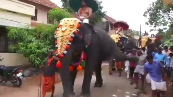 Elephant kick goes viral Elephant kick goes viral
