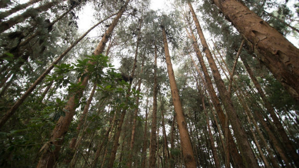 Trees cut down and kidnapped overnight in Nilgiris.. Forest activists complaint Trees cut down and kidnapped overnight in Nilgiris.. Forest activists complaint